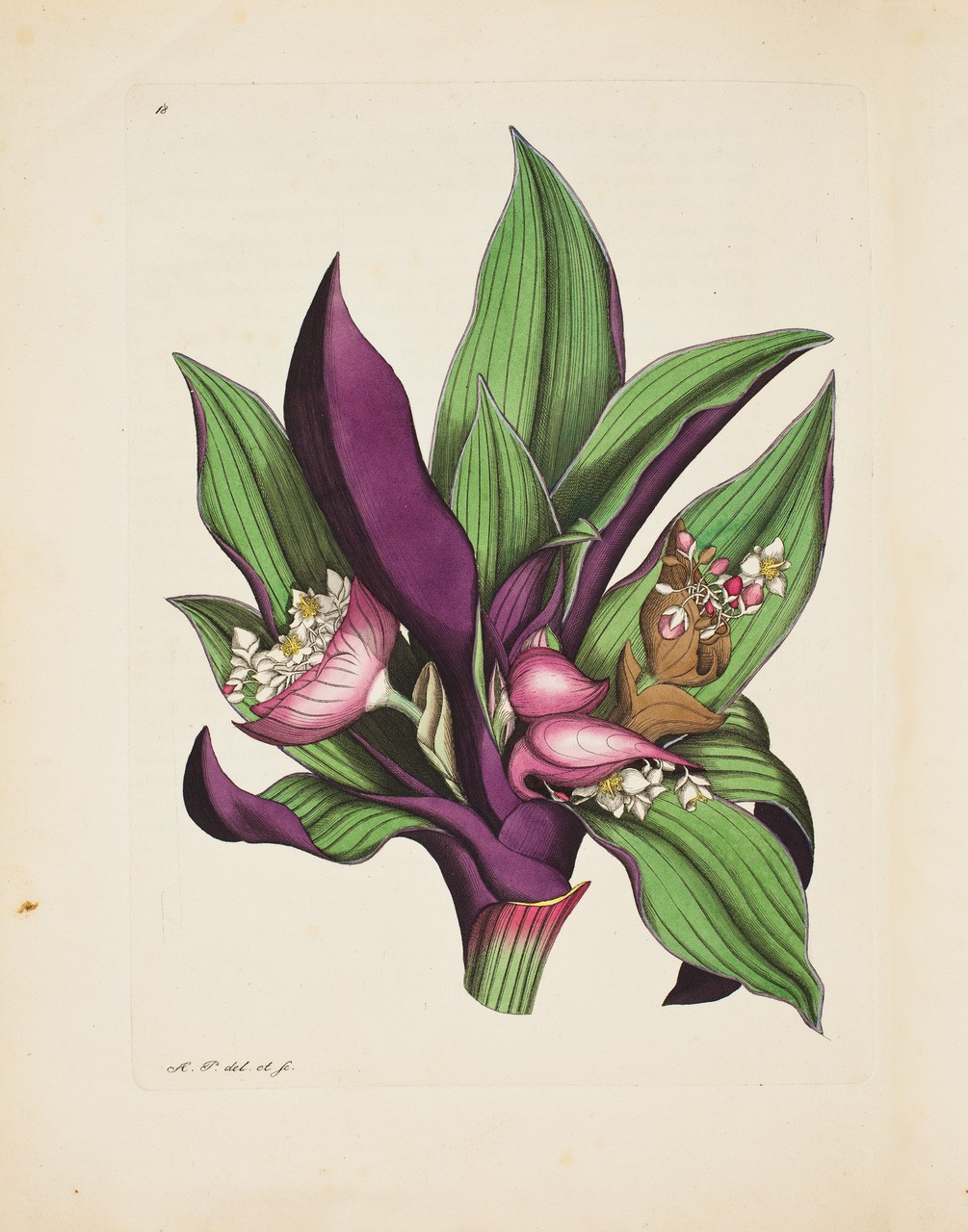 Tradescantia. Tavola tratta da “Magasin för Blomster-Älskare och Idkare av Trägårds-Skötsel”, di August Pfeiffer (1777-1842)