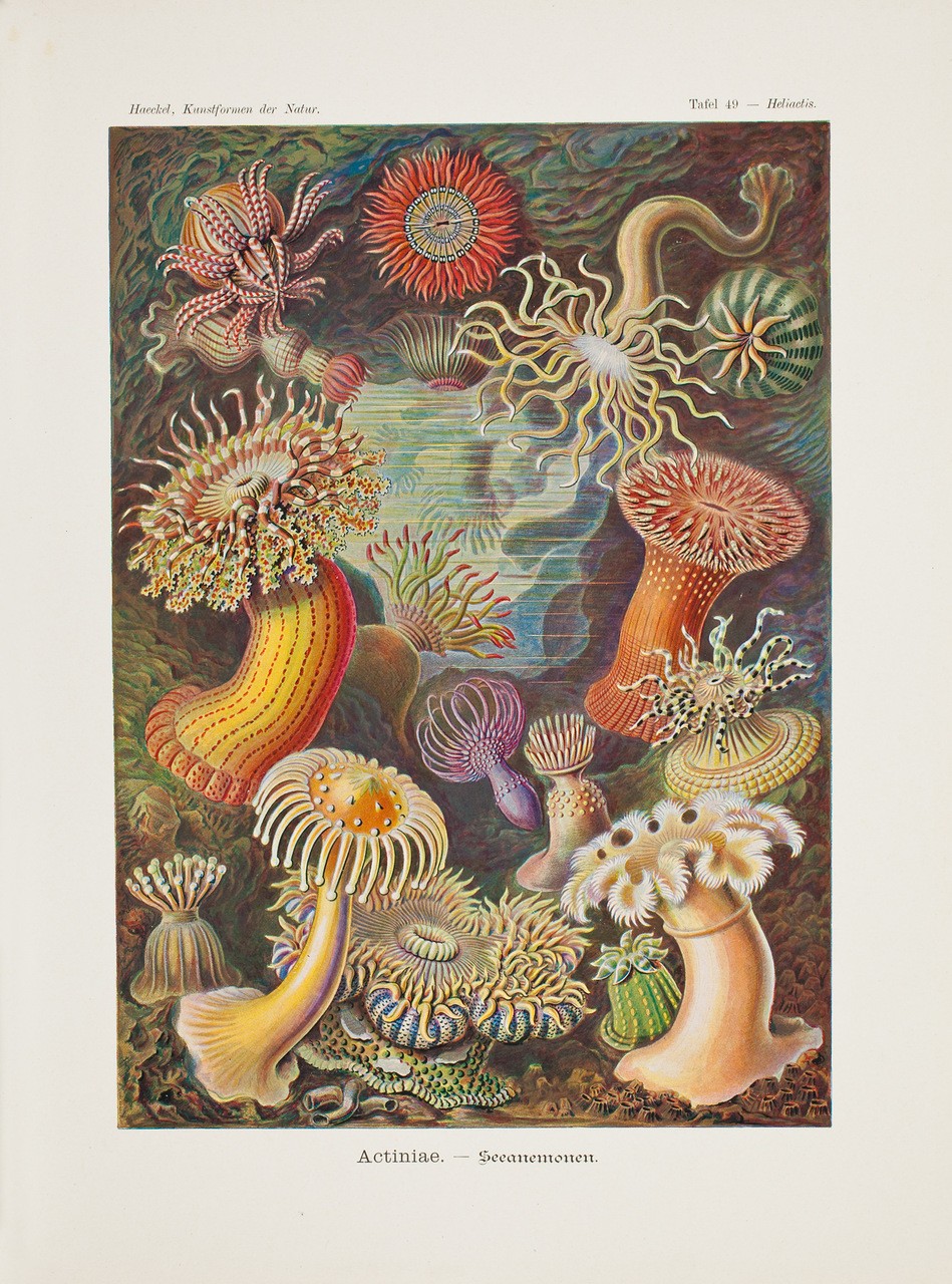 Litografia a colori degli anemoni di mare, tratta da “Kunstformen der Natur”, di Ernst Haeckel (1834-1919)