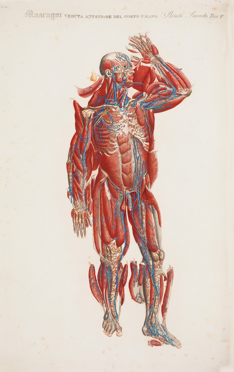 “Veduta anteriore del corpo umano”, tavola tratta da “Anatomia Universale”, di Paolo Mascagni (1752-1815), illustrazione di  Antonio Serrantoni, originariamente stampata su un volume di 70x100cm