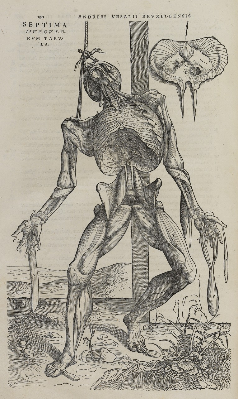 Tavola tratta da “De humani corporis fabrica libri septem”, di Andreas Vesalius (1514–1564)